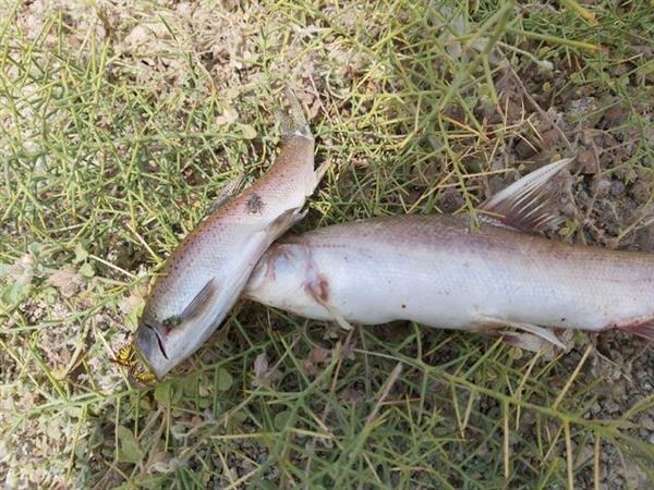 تلف شدن 3000 قطعه ماهی در "قره‌سو"/ مردم از دستفروشان ماهی نخرند